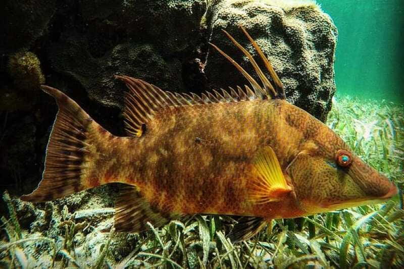 Puerto Morelos: Snorkeling Guided Activity - Timing and pacing: when 2 hours feels like enough
