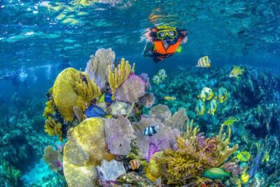 Reef Snorkel In National Park In Puerto Morelos With Lunch And Transportation - What the 5 hours really look like: water time vs. waiting time