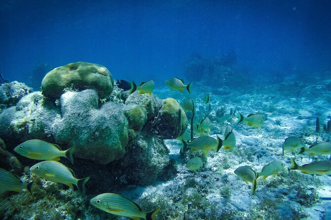 Reef Snorkel In National Park In Puerto Morelos With Lunch And Transportation - Price and extra costs: does $44.25 feel fair?
