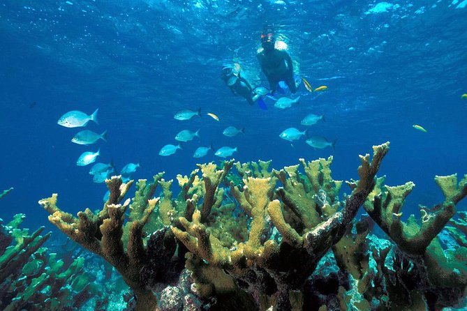 Reef Snorkel, underwater adventure in Puerto Morelos With Transportation & Lunch - Price and Logistics: What $44.25 Really Buys