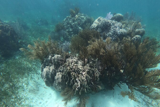 Reef Snorkel, underwater adventure in Puerto Morelos With Transportation & Lunch - The Town Stop: Puerto Morelos Between Reef Time and Lunch