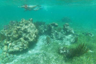 Reef Snorkel, underwater adventure in Puerto Morelos With Transportation & Lunch - National Reef Park Snorkeling: What You’ll Actually See