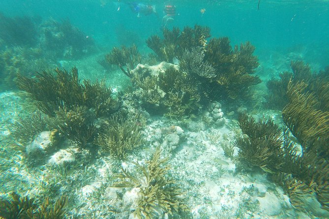 Reef Snorkel, underwater adventure in Puerto Morelos With Transportation & Lunch - Morning vs Noon Tour: Choose Based on Your Energy, Not Your Luck