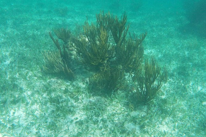 Reef Snorkel, underwater adventure in Puerto Morelos With Transportation & Lunch - Equipment, Guides, and Group Size: Why This Tour Feels Managed