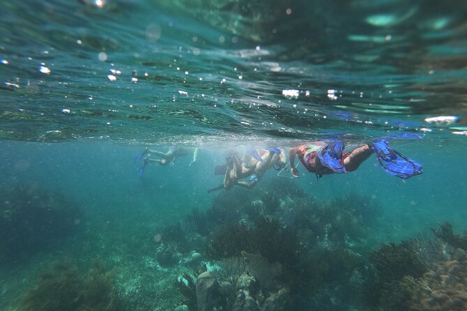 Reef Snorkel, underwater adventure in Puerto Morelos With Transportation & Lunch - What’s Included, What’s Not, and What to Budget For