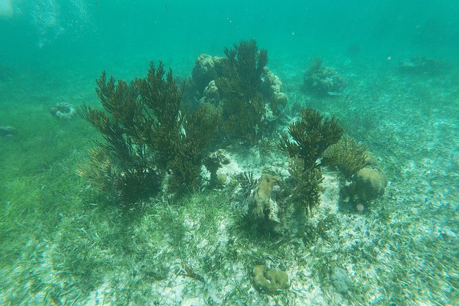 Reef Snorkeling with ATV, Zipline, Cenote that includes lunch and transportation - Jungle ATV Circuit: Controlled Thrill for 45 Minutes