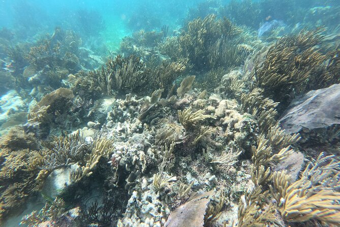 Reef Snorkeling with ATV, Zipline, Cenote that includes lunch and transportation - Zipline Through the Trees: Flying for Another 45 Minutes