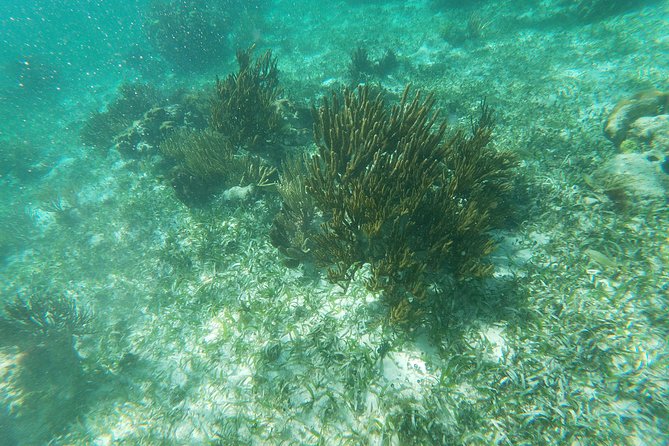 Reef Snorkeling with ATV, Zipline, Cenote that includes lunch and transportation - Cenote Time: Jump Platforms and Side Entry (About 1 Hour)