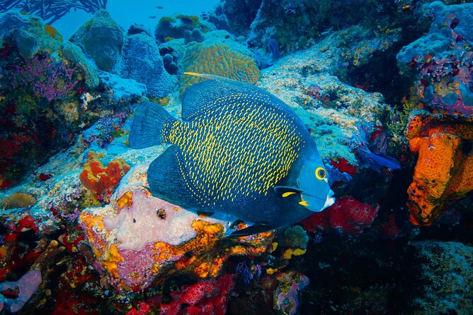Riviera Maya Snorkeling Adventure: Lagoon, Cenotes Open & Cavern - Yalkú Lagoon Snorkeling: Ocean Inlet Time With Real Facilities