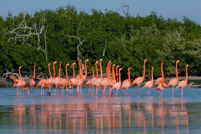 Safari in Rio Lagartos, Coloradas and Mayan Bath - Group Size and the Style of the Day