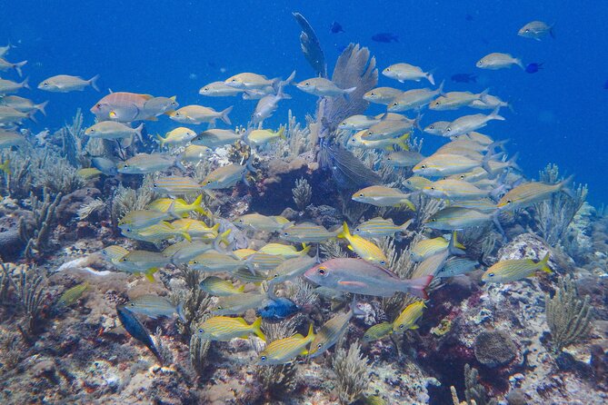 Scuba Diver Certification Course - Practical Tips Before Your 8:00am Start
