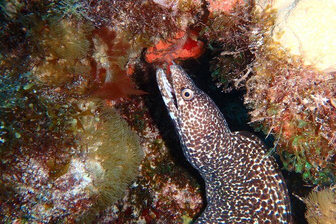 Scuba Diver Certification Course - When This Course Is a Great Fit (and When It Isn’t)