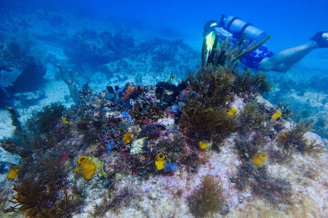 Scuba Diver Certification Course - Day 2 Confined Water: Skills You’ll Use the Moment You Go Under