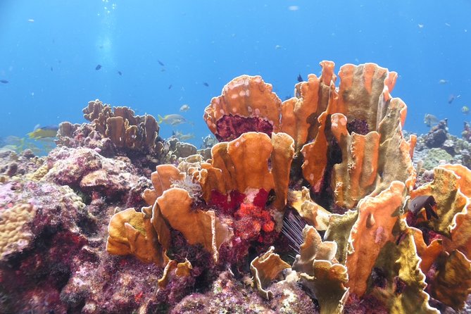 Scuba Diving Adventure WITHOUT CERTIFICATION! Try it today! - Shallow-Water Practice in 3–4 Feet: Confidence Before the Boat