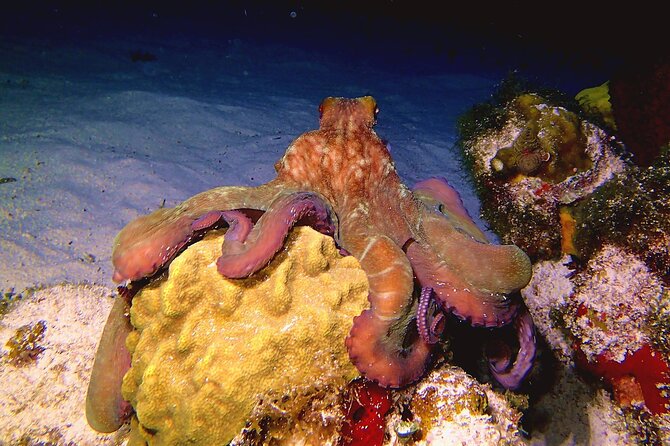 Scuba Diving Adventure WITHOUT CERTIFICATION! Try it today! - Gear, Weights, and Buoyancy: What’s Included and What to Ask