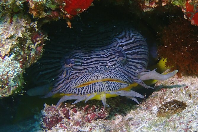 Scuba Diving Adventure WITHOUT CERTIFICATION! Try it today! - Price and Value: Why $160 Is a Fair Deal for First-Timers