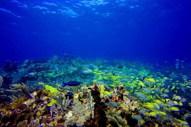 Scuba Diving Adventure WITHOUT CERTIFICATION! Try it today! - 30-Minute Classroom Training: The Basics You Actually Need
