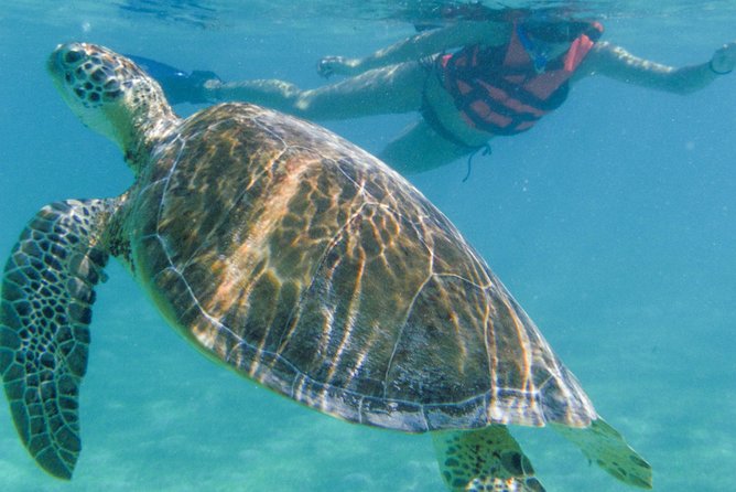 Sea Turtle Snorkeling Ecofriendly Tour from Cancun & Riviera Maya - Coral, fish, and rock formations: the part you’ll remember even if turtles move on