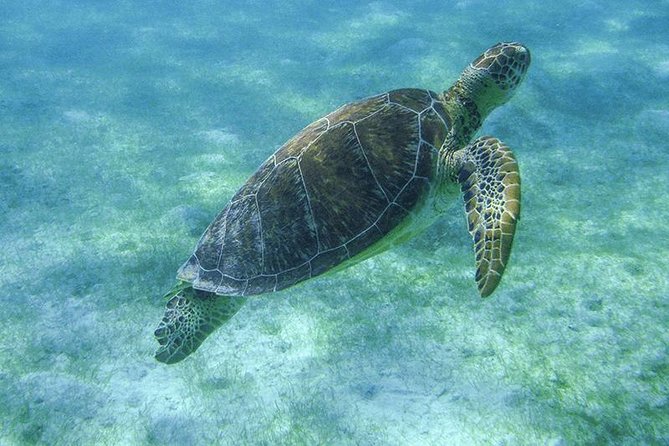 Sea Turtle Snorkeling Ecofriendly Tour from Cancun & Riviera Maya - Timing and the real length of your morning