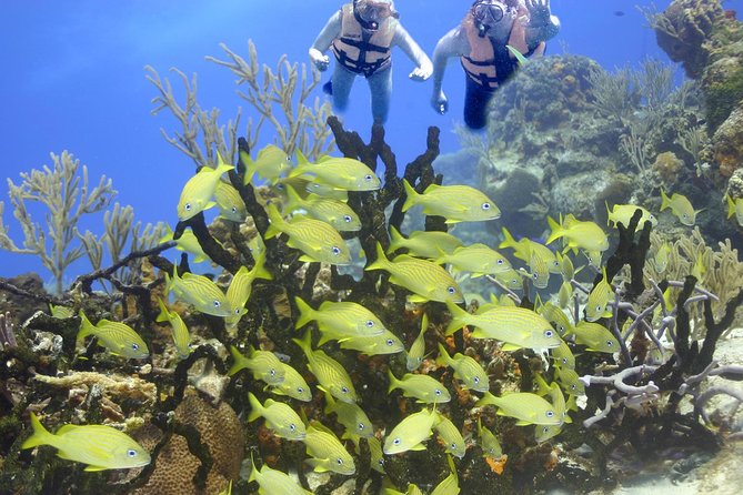 Sea Turtle Snorkeling Ecofriendly Tour from Cancun & Riviera Maya - Ecofriendly and health steps that feel practical