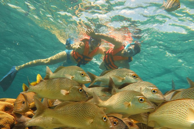 Sea Turtle Snorkeling Ecofriendly Tour from Cancun & Riviera Maya - Snorkeling gear, life vests, and why a small group helps