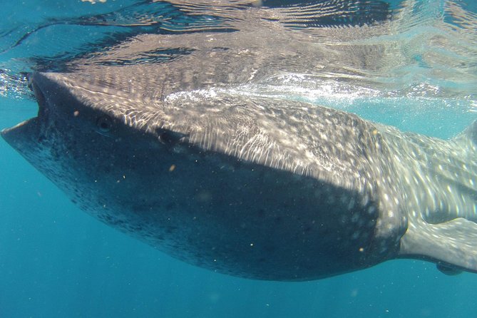 Small-Group Whale Shark and Snorkeling Tour from Cancun - The Real Goal: Whale Sharks, Not Just a Random Swim