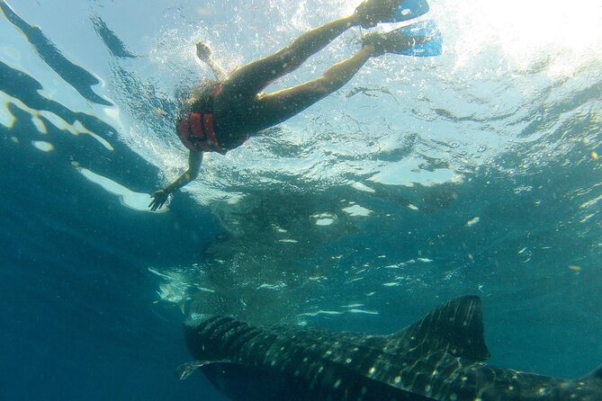 Small-Group Whale Shark and Snorkeling Tour from Cancun - The Boat Ride: 1.5 to 2 Hours Toward the Snorkel Area