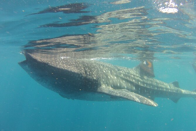 Small-Group Whale Shark and Snorkeling Tour from Cancun - Snorkeling Time: Gear, Spotting Chances, and How to Do It Well