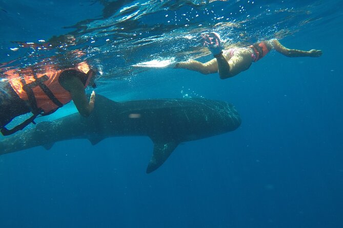 Small-Group Whale Shark and Snorkeling Tour from Cancun - Food on Board: Sandwiches, Shrimp Ceviche, and Keeping Your Energy Up