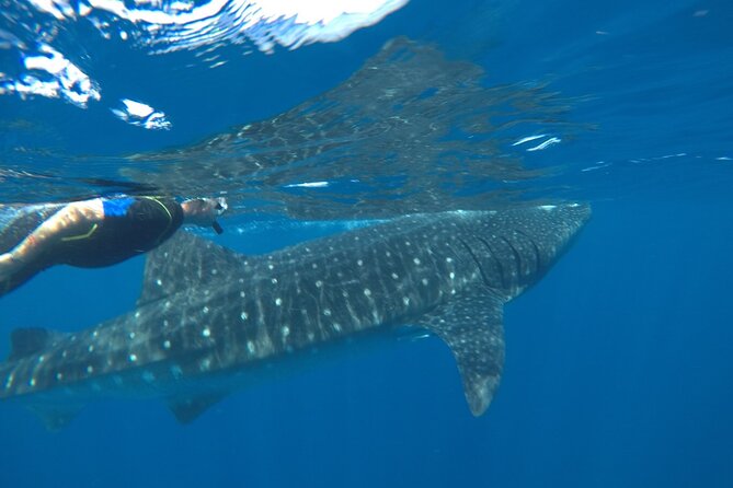 Small-Group Whale Shark and Snorkeling Tour from Cancun - How the Small-Group Limit Changes the Day