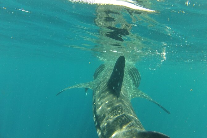 Small-Group Whale Shark and Snorkeling Tour from Cancun - English-Friendly, Guide-Driven, and Built for One Clear Mission