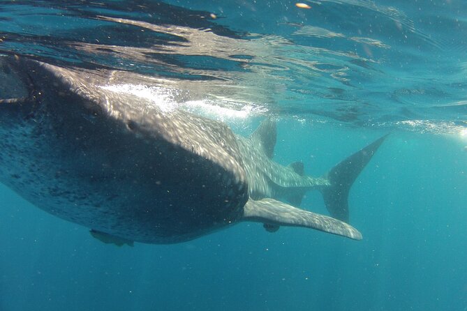 Small-Group Whale Shark and Snorkeling Tour from Cancun - Who This Tour Suits Best (and Who Should Think Twice)