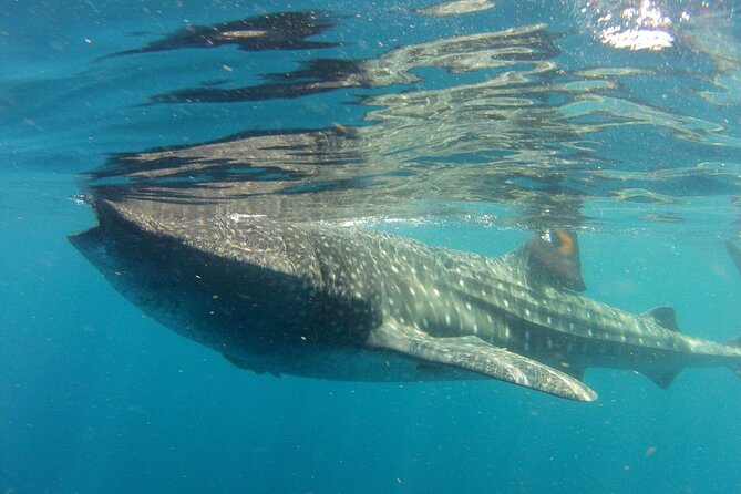 Small-Group Whale Shark and Snorkeling Tour from Cancun - Getting Out the Door Early: Cancun Pickup to Marazul Marina Seca