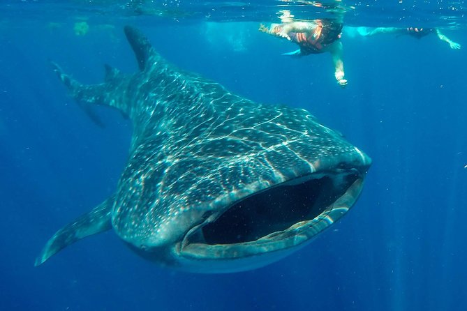 Small Group Whale Shark Encounter - 10 years in business - Key Things You’ll Notice on This Whale Shark Snorkel
