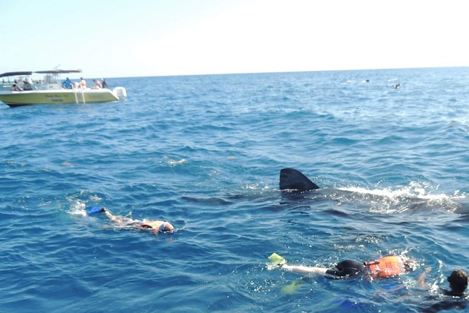 Small Group Whale Shark Encounter - 10 years in business - Small-Group Setup: Up to 10 People, With a Guide Right Beside You