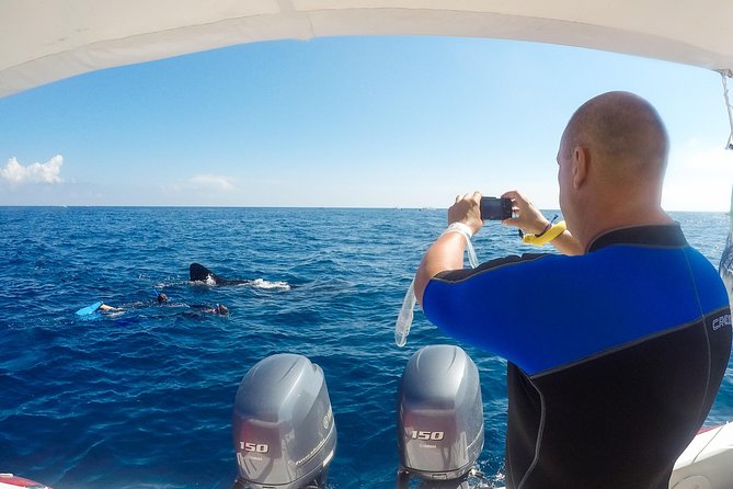 Small Group Whale Shark Encounter - 10 years in business - Price and Value: $199 Plus the $14 Marina Fee
