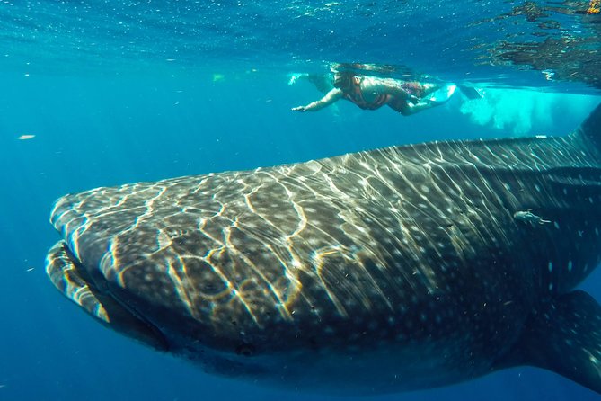 Small Group Whale Shark Encounter - 10 years in business - Who This Tour Fits Best (And Who Should Skip It)