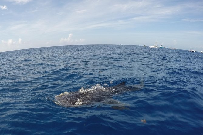 Small Group Whale Shark Encounter - 10 years in business - Real-World Expectations: What the Day Looks Like From Pickup to Drop-Off