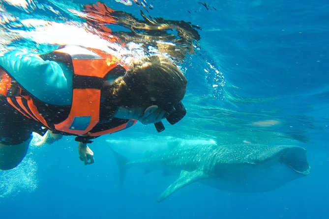 Small Group Whale Shark Encounter - 10 years in business - Playa Norte Snorkeling: The Moment When You’re Next to Whale Sharks