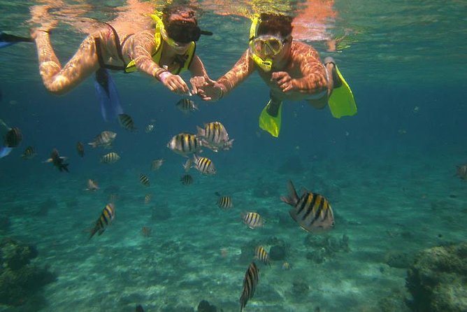 Snorkel Adventure at Cozumel! Transportation from Cancun & Playa Del Carmen - Why This Cozumel Snorkel Day Feels Like a Real Reef Trip