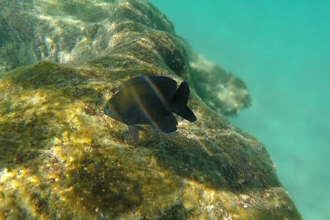 Snorkel Adventure at Cozumel! Transportation from Cancun & Playa Del Carmen - Ferry + Regular Motor Boat: What the Day’s Main Transport Really Means