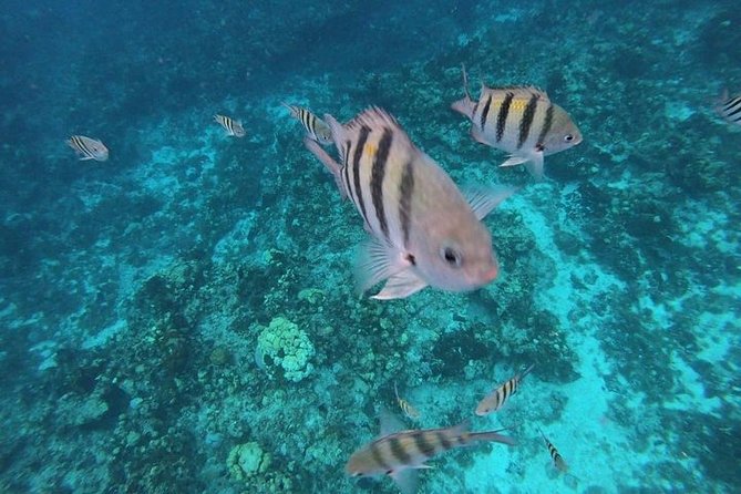 Snorkel Adventure at Cozumel! Transportation from Cancun & Playa Del Carmen - Three Snorkel Stops at Cozumel Reefs National Marine Park