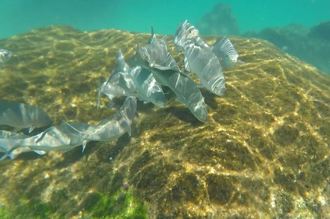 Snorkel Adventure at Cozumel! Transportation from Cancun & Playa Del Carmen - Cielito Beach Break and 2 Hours in Downtown Cozumel