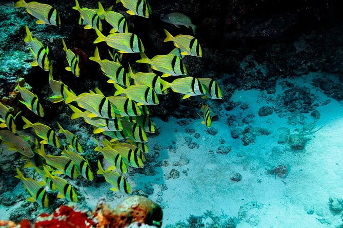 Snorkel and swim in Cozumel el Cielo Reef, Palancar and Colombia - Key reef-day highlights at a glance