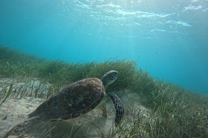 Snorkel at the Reef 2 HOURS Puerto Morelos National park - The 2-hour flow: what happens from Lighthouse Tours to getting back