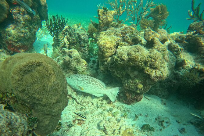 Snorkel at the Reef 2 HOURS Puerto Morelos National park - Meeting the animals: what you’re likely to see offshore