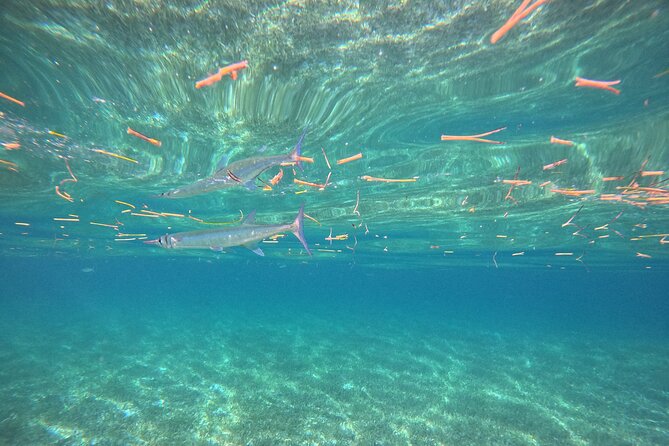 Snorkel at the Reef 2 HOURS Puerto Morelos National park - Who this tour suits best (and who should skip)