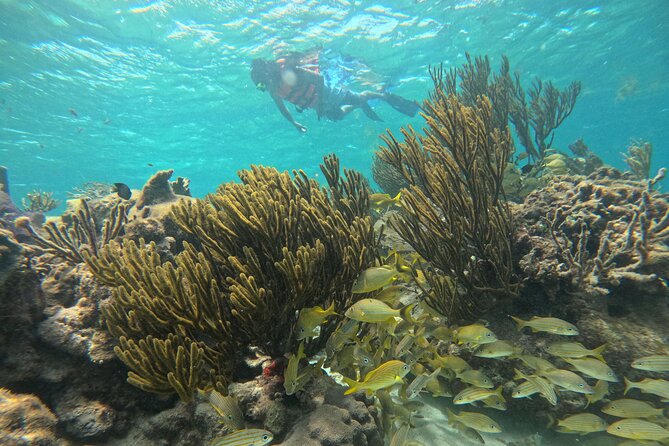 Snorkel at the Reef 2 HOURS Puerto Morelos National park - What’s included (and what you’ll need to bring yourself)