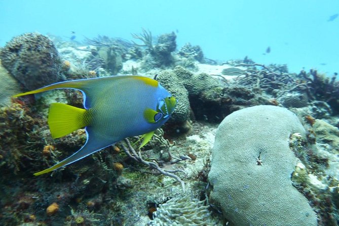 Snorkel in El Cielo Cozumel Reef with Lunch, Beach and Transport - Price and logistics: what can cost extra