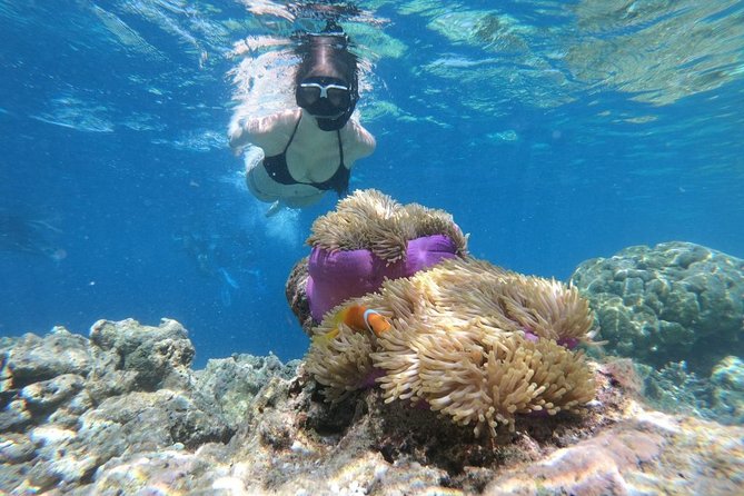 Snorkel in the second largest reef in the world Colorful tour in Puerto Morelos - Puerto Morelos town time: souvenirs and local snacks at a real pace